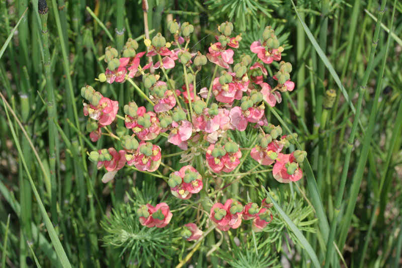 Euphorbia cyparissias / Euforbia cipressina